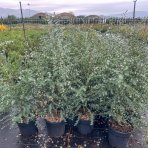 Eukalyptus (Eucalyptus) ´SILVERANA´ - výška 90-110 cm, kont. C5L (-13°C)